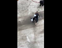 Dog playing with baby goat