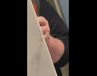 Small and thin spider sees its reflection