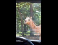 part 1 - Camel chasing car at safari drive thru
