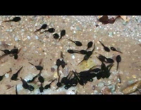 Small black tadpoles in water dead leaves 