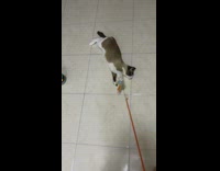 Cat grab on rope toy dragged on floor