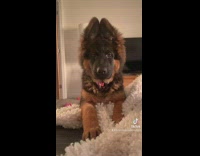 Dog runs into room and jumps on bed