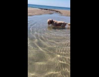Dog loves diving gets stone at beach