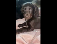 Collab dogIG - brown dog with long lashes disney character