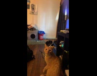 Cat loves bubbles excited to play it