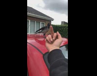 Collab BitchMP - Guy flips off black bird on red car 