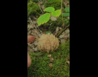 Fungi touched and bounced on the forest grass