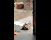 Dog catch and plays cockroach outside house part 1