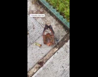Bat lays upside down on the sidewalk