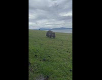 Wombat walks up to camera and smells it 