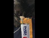 Collab KaleSaladIG - Cat licks and eat yogurt from the wrapper 