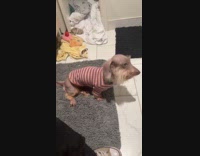 Dachshund dog with beard wears shirt with stripes