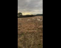 Young lamb with vest chase its mother
