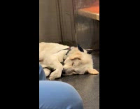 Dog lay on train floor rub face