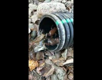 Bunch of frogs washed out by the water from the pipe