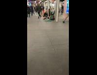 Birds on donation cart chirp at dogs in subway station