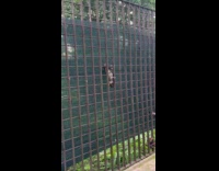 Wood stick on fence looks like squirrel