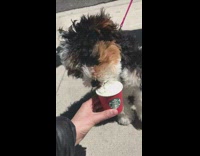 Puppy dog eats whipped cream pink leash