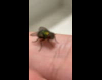 Fly stay and crawl on finger bathroom