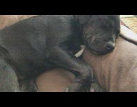 Black puppy snores while sleeping on couch 