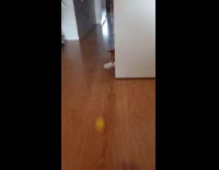 Cat behind the wall hits yellow ball
