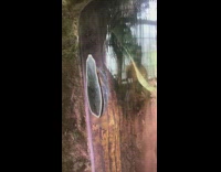 Frog on other side of glass sticker