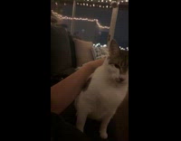 Collab Clips_MPUGC2 - Cat weirded out on hoomans sneeze 