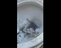 Rat tail in toilet 