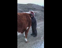 Boy supports cow while she gives birth 