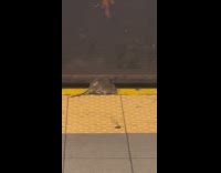 Collab Subway Creatures - Large rat on subway station platform 