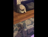 Small dog burrows under blanket in bed