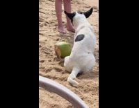 Pet dog tries to open the coconut at the beach