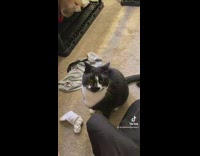 Cat bites finger and then leg of owner guy