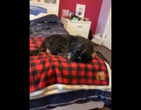 Dog crying in his sleep