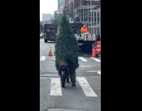 Christmas tree ride bike on street costume