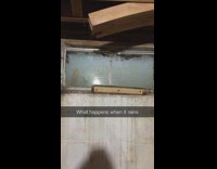 Frog swims in flood water 