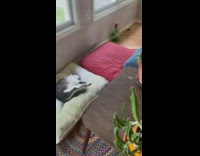 Dog sits and relaxes on blue sofa chair