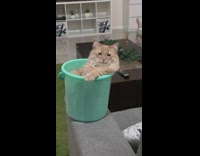 Cat sits on a blue bucket comfortably 