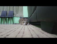 Cat laying down jumps pounces girl phone 