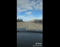 Two chickens cross the road