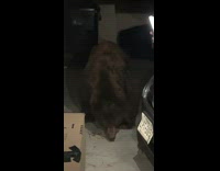 Men Records Bear Eat then Walks Out