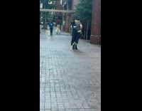 Man walking with dogs paws wrapped around him