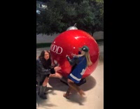 Woman tries to climb giant Christmas ball