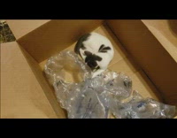 Kitten inside box pops the air pillows