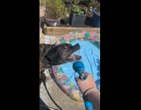 Dog drinks water while filling up pool
