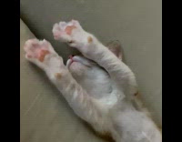 Girl touches paw wakes sleeping cat couch 