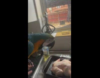 Parrot bird look at raw chicken sink