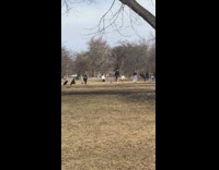 Group of people working to catch dog in park