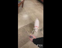 Guy rants about how dumb balloon pets are then shows he has one