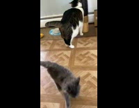 Kitten tries to play with larger cat 